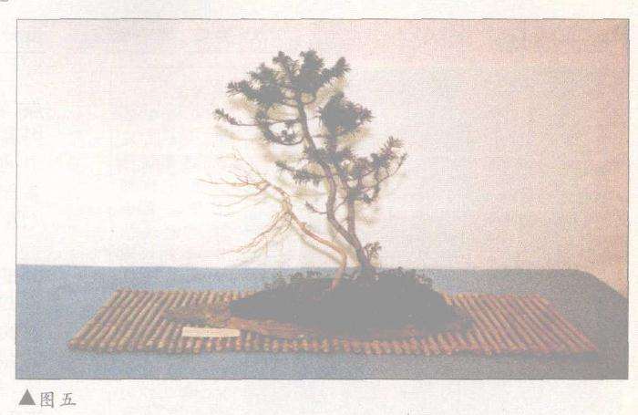 图解 美国盆景怎么设计制作的方案