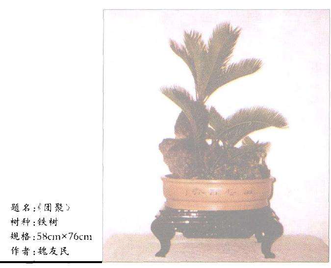 苏铁盆景怎么取材造型的方法