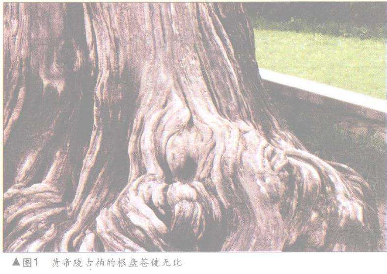 图解 舍利干盆景神枝怎么制作的方法