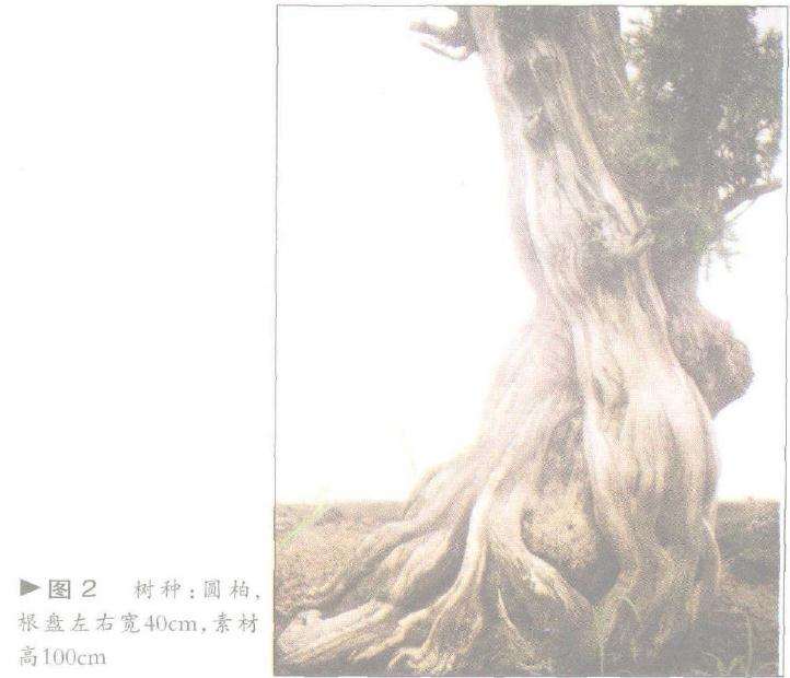 图解 舍利干盆景神枝怎么制作的方法