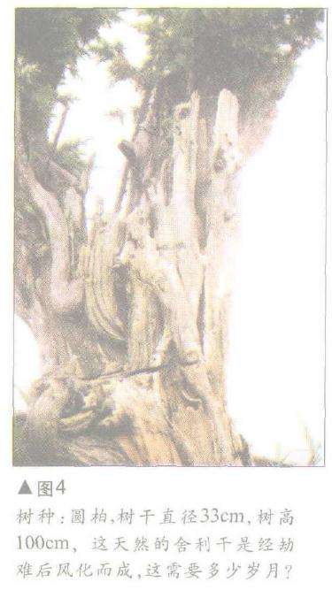 图解 舍利干盆景神枝怎么制作的方法