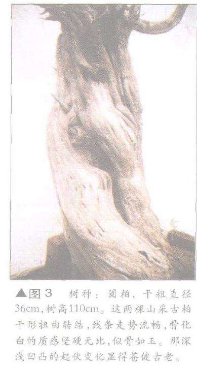 图解 舍利干盆景神枝怎么制作的方法