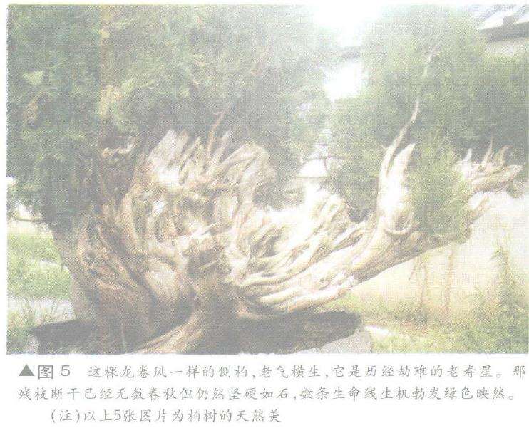 图解 舍利干盆景神枝怎么制作的方法