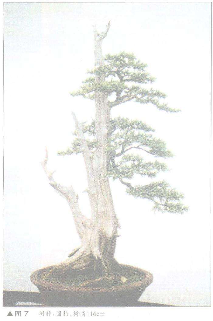 图解 舍利干盆景神枝怎么制作的方法