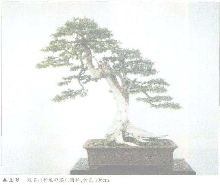 图解 舍利干盆景神枝怎么制作的方法