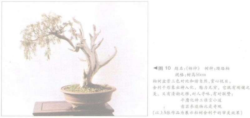 图解 舍利干盆景神枝怎么制作的方法