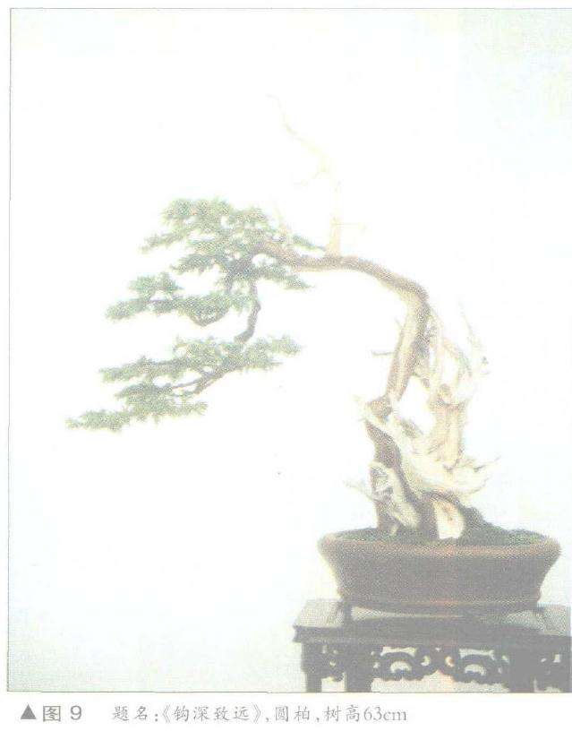 图解 舍利干盆景神枝怎么制作的方法