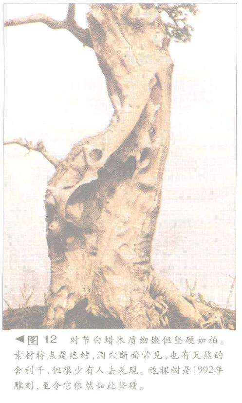 图解 舍利干盆景神枝怎么制作的方法