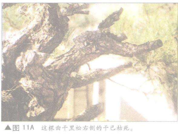 图解 舍利干盆景神枝怎么制作的方法