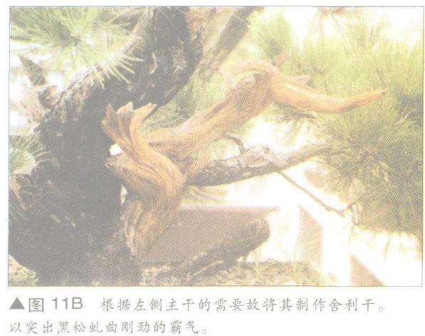 图解 舍利干盆景神枝怎么制作的方法