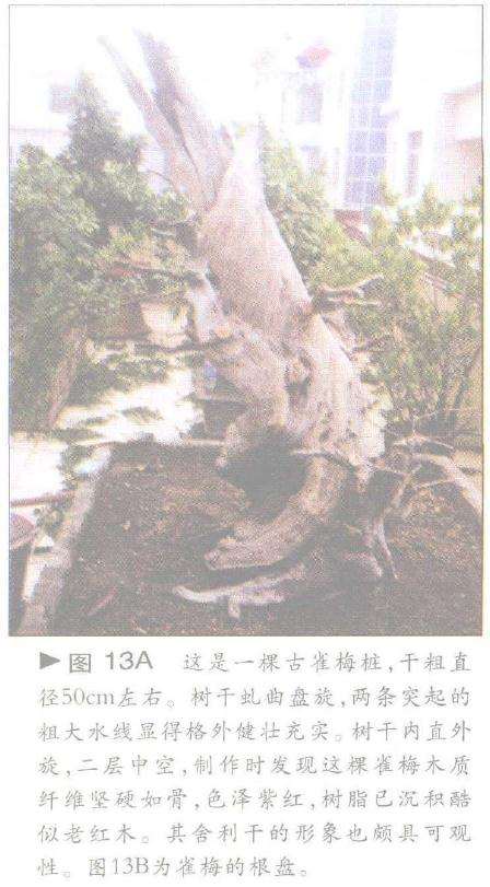 图解 舍利干盆景神枝怎么制作的方法