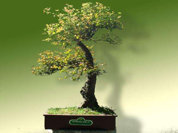 雀梅盆景偏枯病怎么防治的3个方法