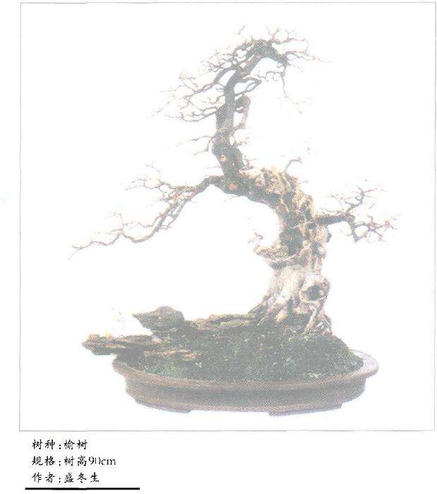 浅谈榆树盆景主枝怎么养护的方法