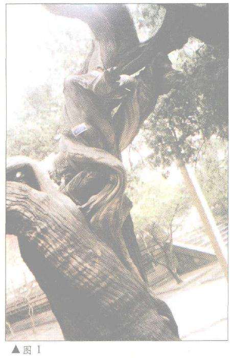 图解 柏树盆景怎么丝雕设计的6个方法