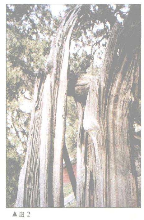 图解 柏树盆景怎么丝雕设计的6个方法