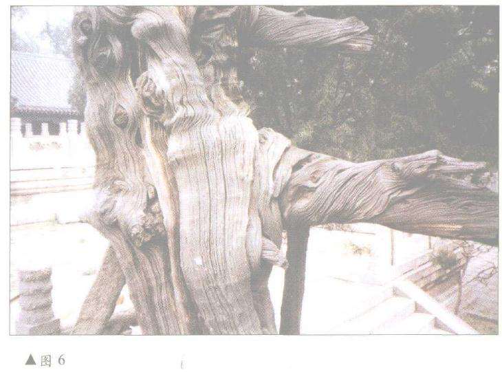 图解 柏树盆景怎么丝雕设计的6个方法