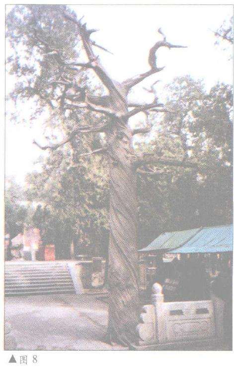 图解 柏树盆景怎么丝雕设计的6个方法