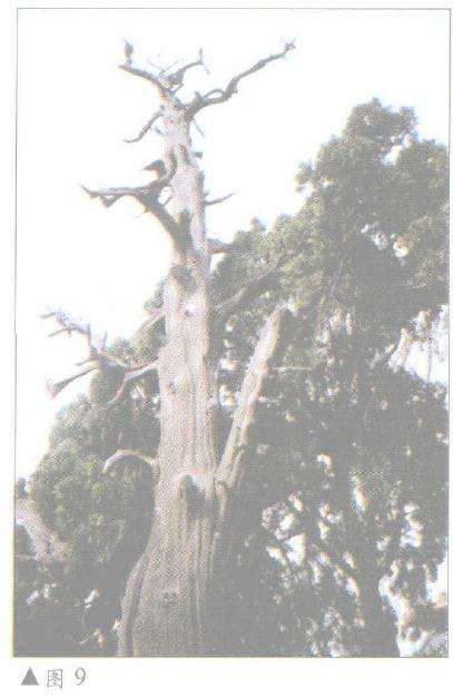 图解 柏树盆景怎么丝雕设计的6个方法