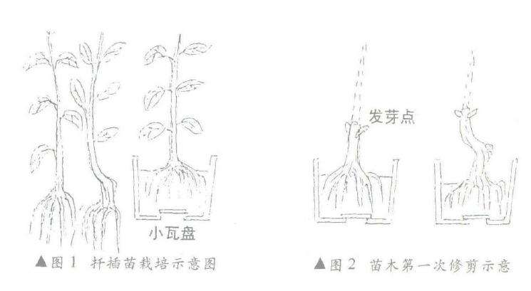 扦插树桩盆景在发芽后怎么修剪