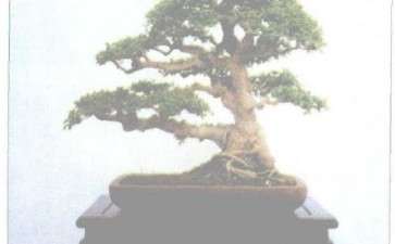 图解 扦插树桩盆景在发芽后怎么修剪