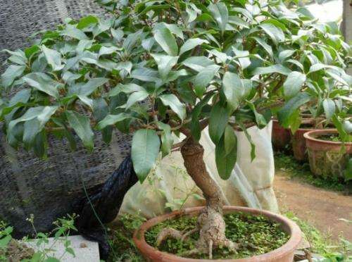 怎么防治盆景抽条的4个方法