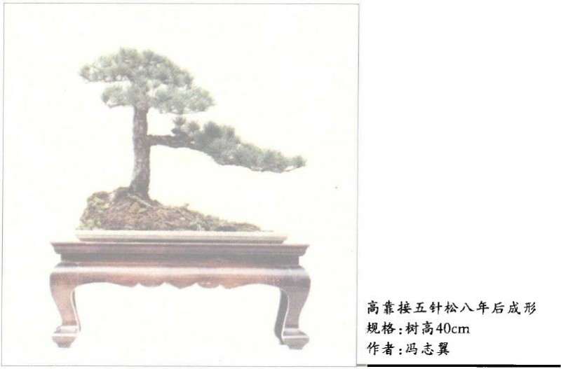 高部位嫁接五针松