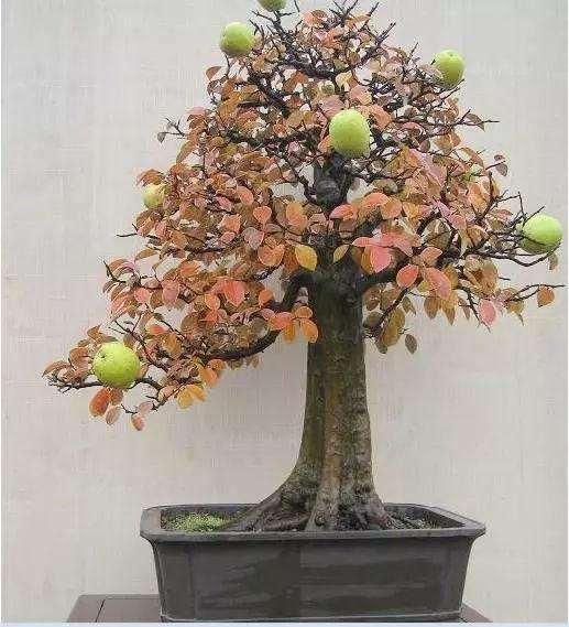 木瓜盆景怎么造型养护的方法