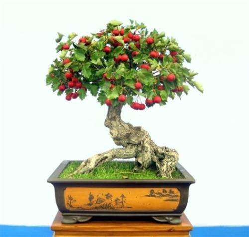 山楂盆景怎么造型的方法