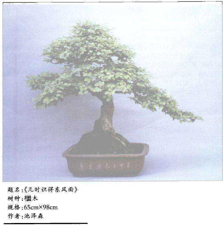 檵木盆景修剪的最好时候