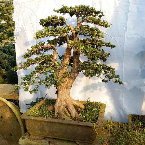 罗汉松盆景缩枝怎么补救的3个方法