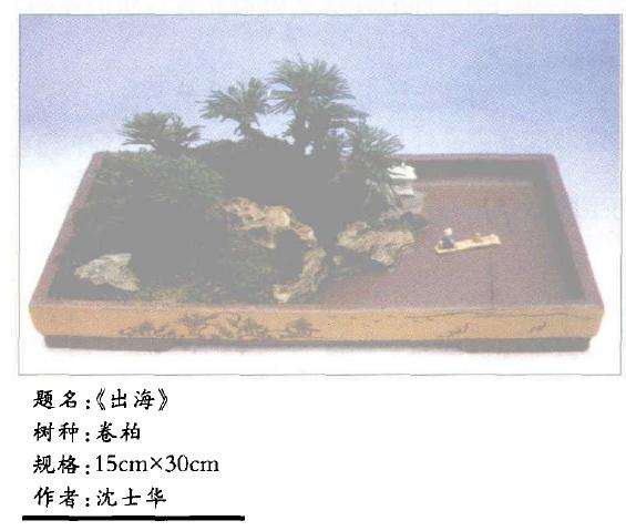 怎么制作卷柏盆景的4个方法 图片