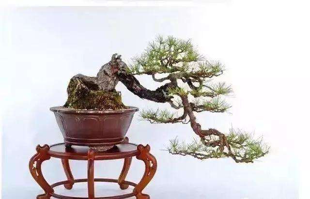 盆景修剪的4个审美特性是哪些