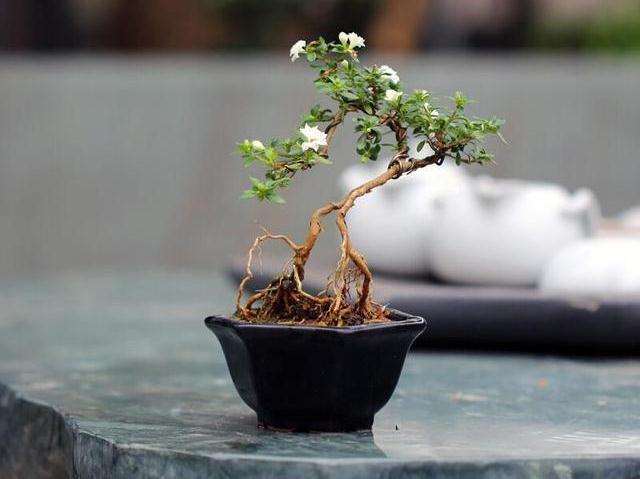 六月雪盆景养护