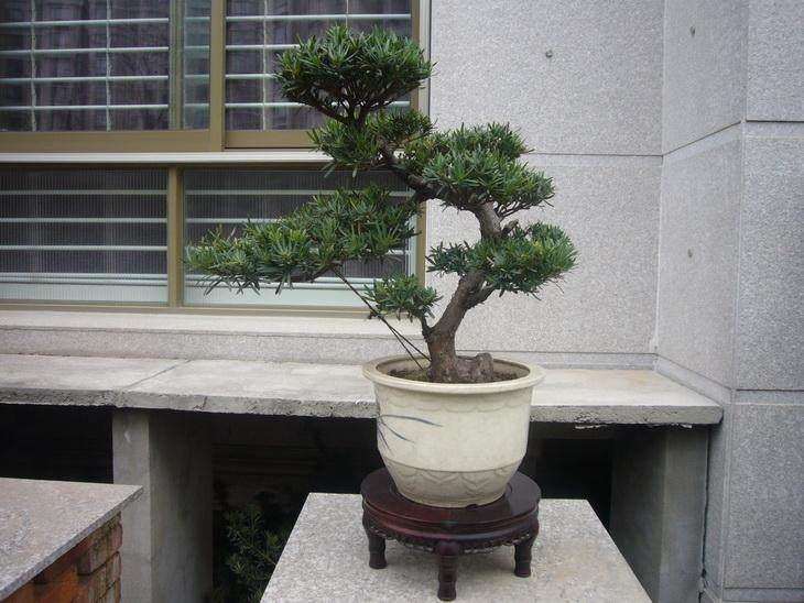 楼房上养护南通雀舌罗汉松盆景的注意问题