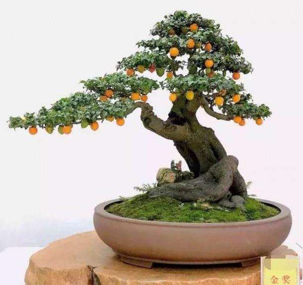 金弹子盆景怎么翻盆修剪