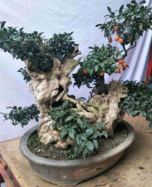 金弹子盆景病虫害怎么防治的2个方法