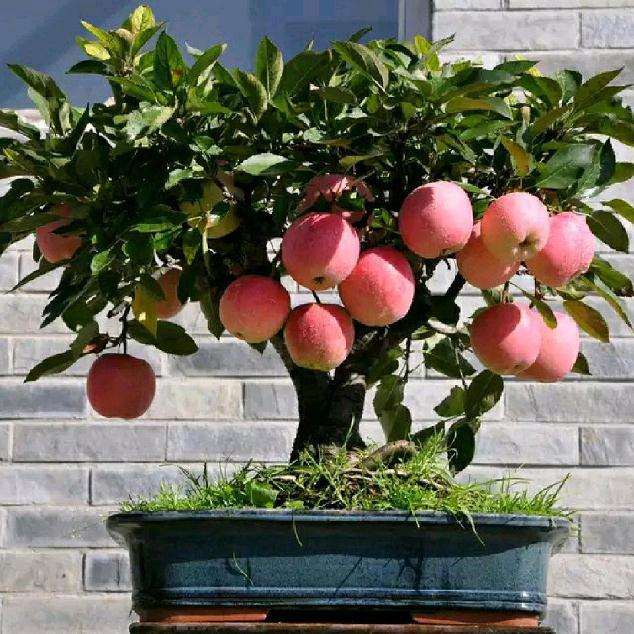 怎么提高果树盆景造型的艺术性