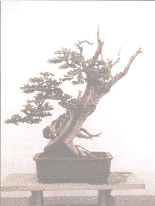 在盆景之友联谊会上被正式题名