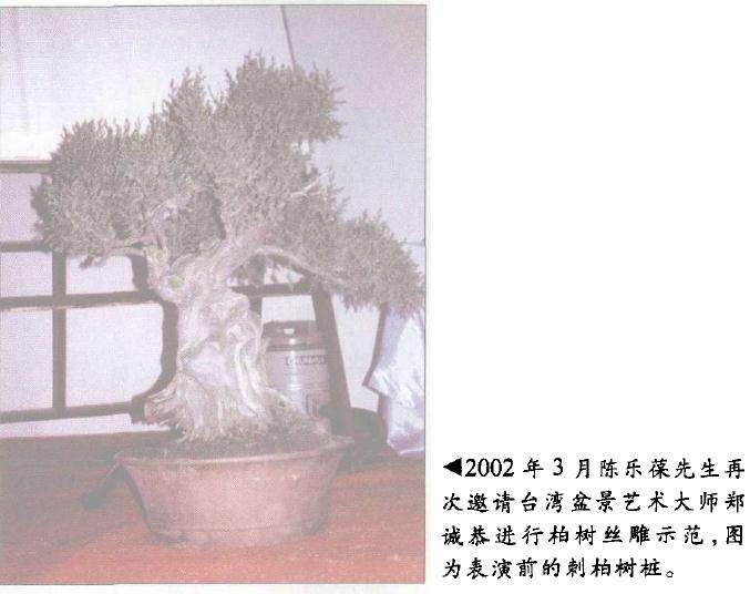 台湾盆景艺术大师郑诚恭进行柏树丝雕示范