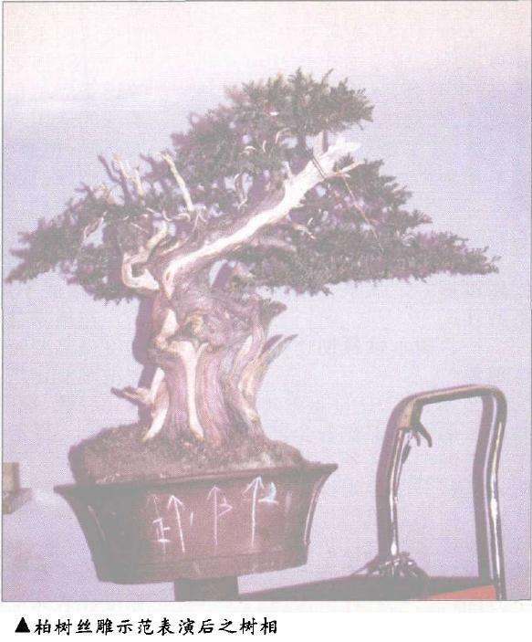 柏树丝雕示范表演后之树相