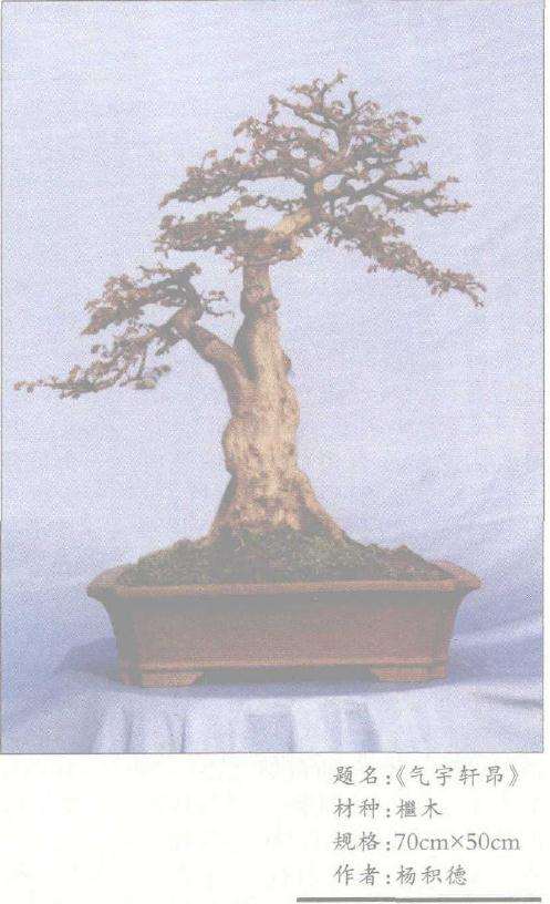 树桩盆景品味及艺术欣赏价值的高低