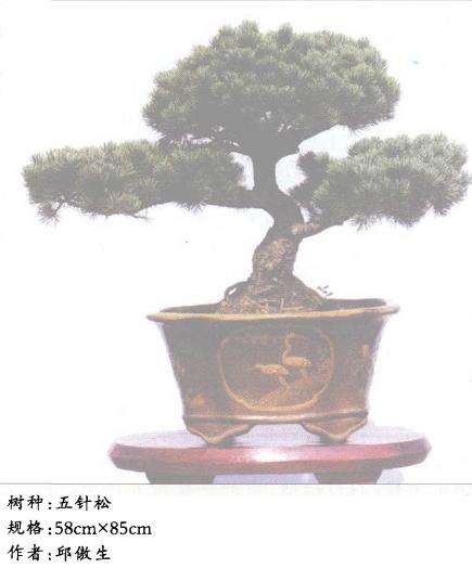 五针松盆景