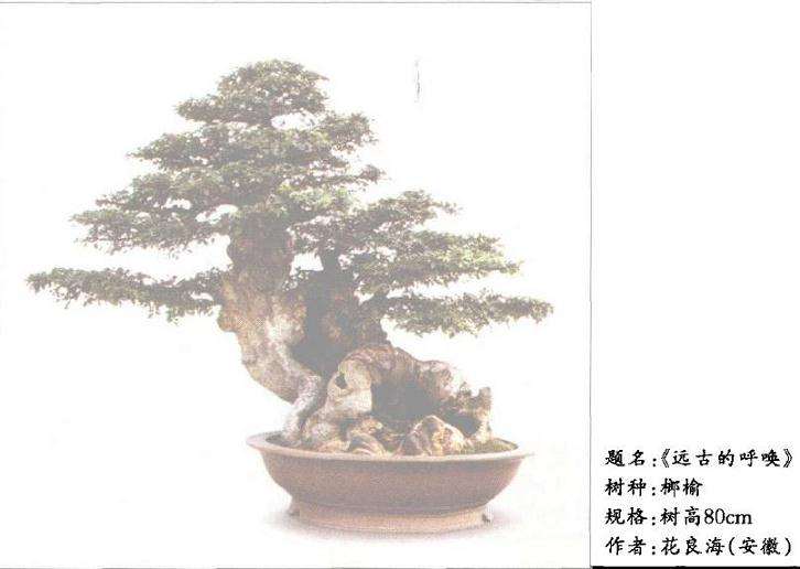 树木盆景怎么设计制作的4个方法 图片