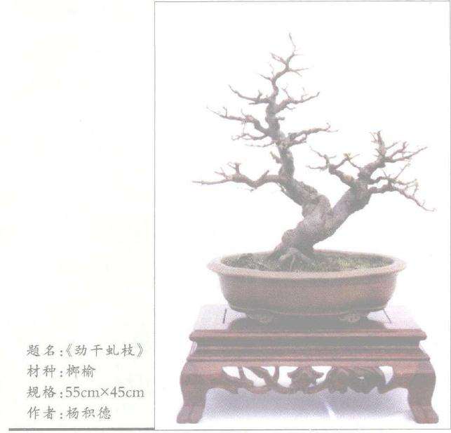 树木盆景怎么设计制作的4个方法 图片