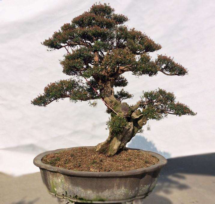 赤楠盆景怎么养坯的4个方法