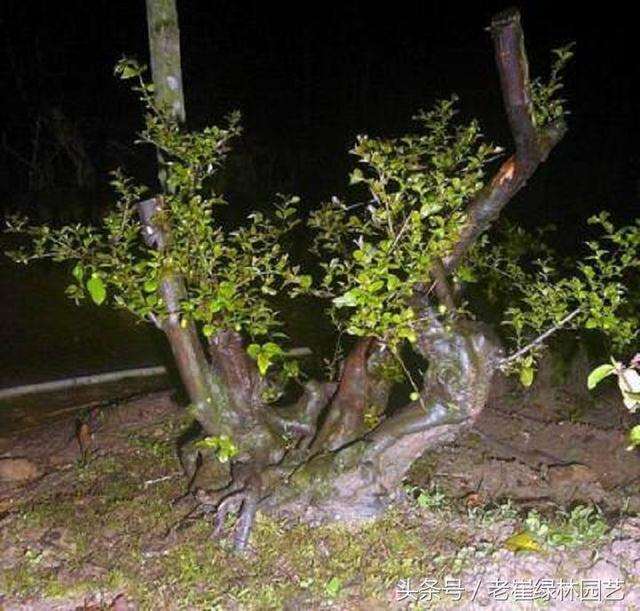 下山桩桩坯怎么养护管理