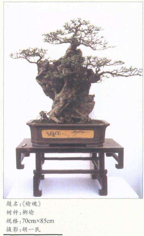 王新水谈盆景艺术制作的方法 图片