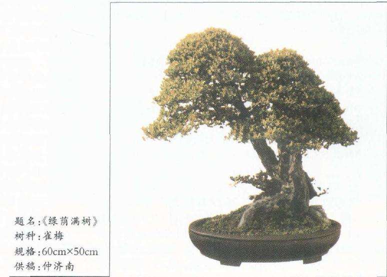 王新水谈盆景艺术制作的方法 图片