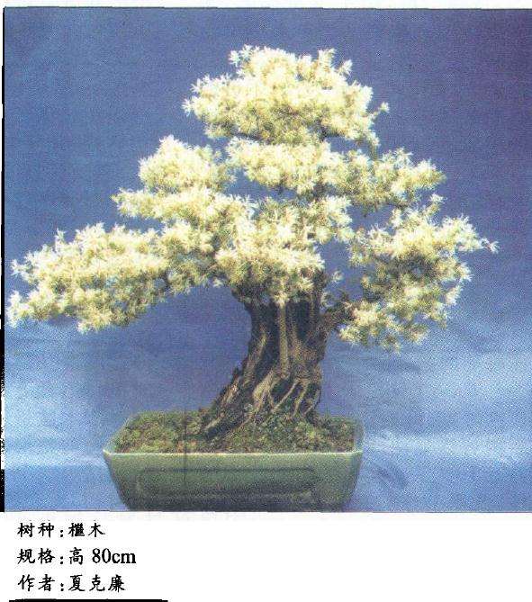 檵木盆景修剪中产生缩枝偏枯的3个问题