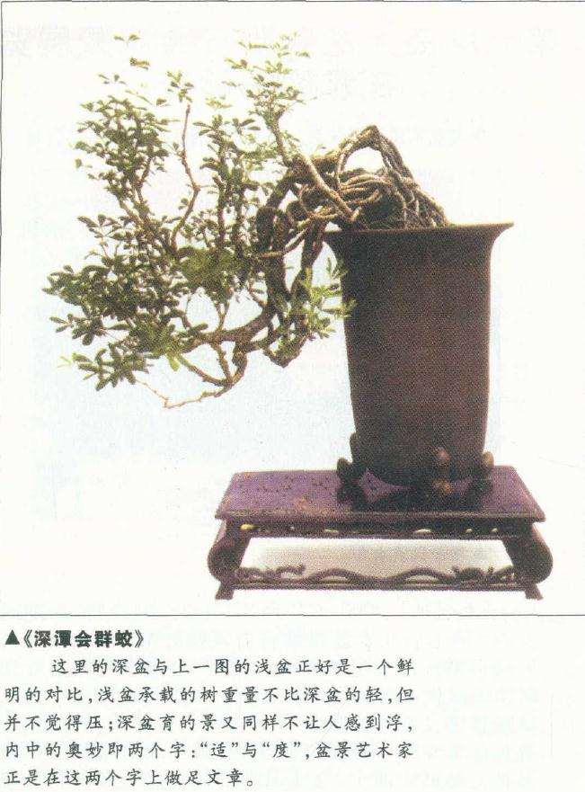 盆景制作中怎么使用紫砂盆